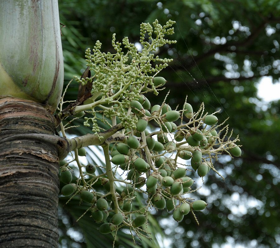 สีเขียวๆ