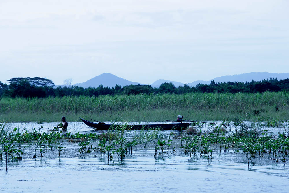 เรือลำนี้ลงตาข่ายไว้แนวน้ำตื้น หน้าป่าข้าวโพด