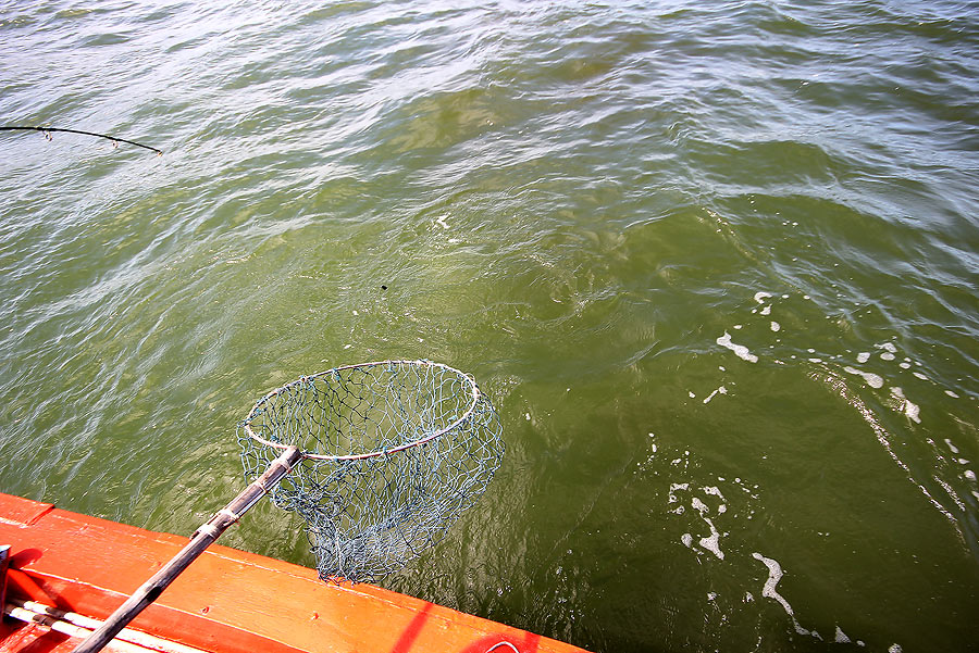 
 [b] ลุงตาดเตรียมสวิงทันทีที่เห็นว่าปลาขึ้นมาแล้ว

กะว่ามันคงหมดแรงแล้วแน่ๆเลย[/b]


 :grin: