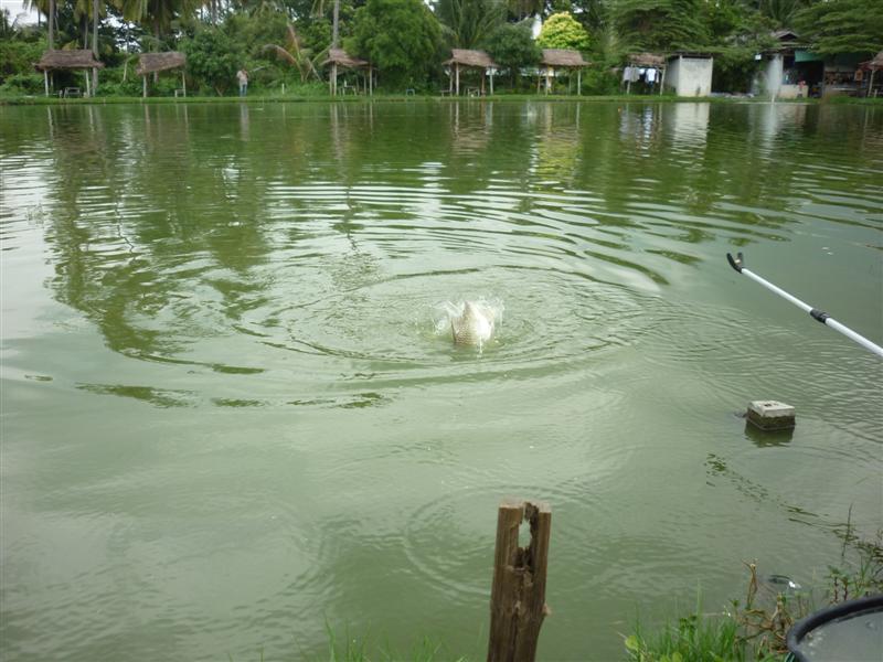 สอยปัง ! เข้าให้