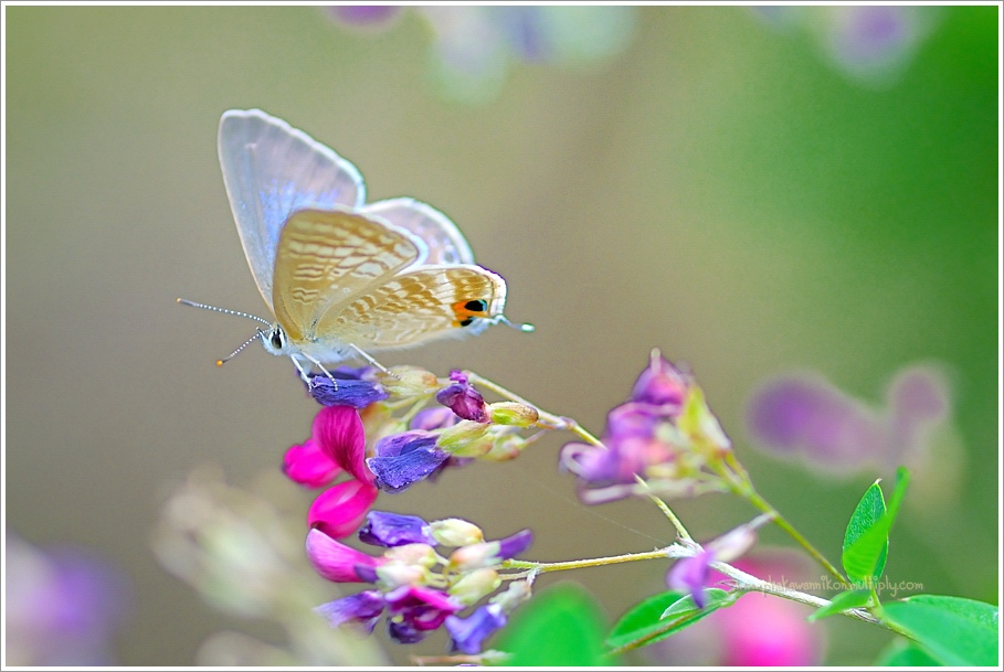 ใบที่ 10.
ใบนี้ถ่ายด้วย 100mm F2.8 D (Macro)
ขนาดรูรับแสง F4.5
ใช้ช่วงความยาวโฟกัส 100 mm
สปีตชั