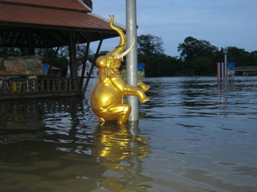 ช้างยังปีนเสาไฟหนีน้ำ