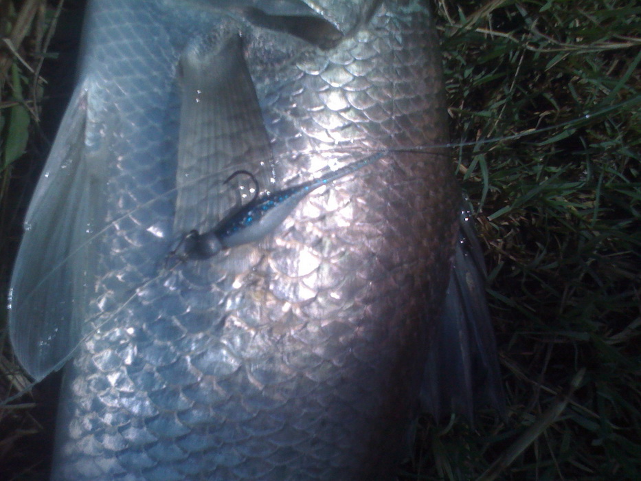 เหยื่อที่เล่นวันนี้ครับ  เจริกเบท      BOBBY SHAD 2" กับ เจริกเบทจิ๋ว FIN-S shad  :cool: