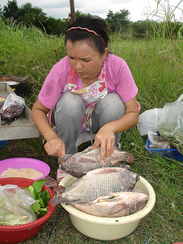 ปลานิลตัวบึ้มๆ แวะชมกันหน่อย