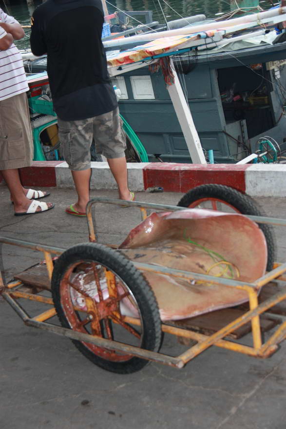  41 KG ชั่งหัวสพาน :cheer: :cheer: