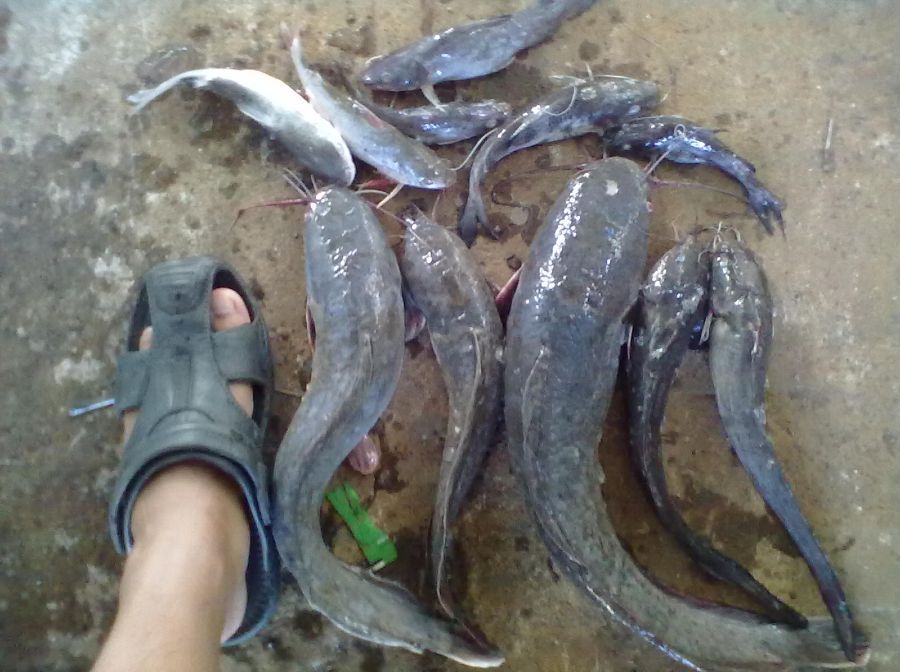 ปลาดุก น้อยๆ จาก แม่น้ำปัตตานี