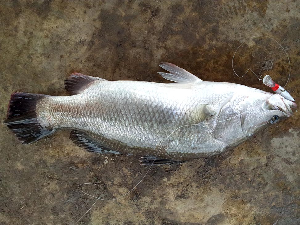 [q][i]อ้างถึง: Bike_แปดริ้ว posted: 29-09-2554, 09:40:57[/i]

+++++ ตามชมครับ  :grin: :grin: :hear