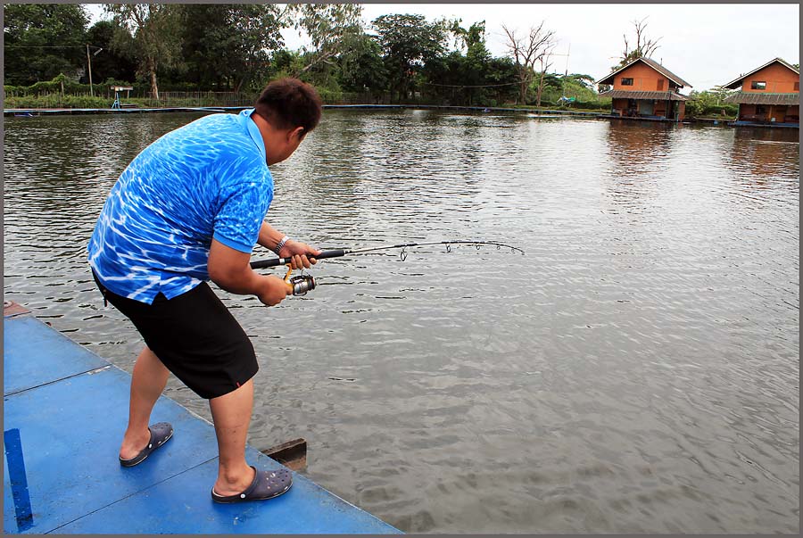 กว่าที่จะเอาตัวกลับมาที่หน้าแพเป็นรอบที่ห้า..หก..เจ็ด...อาฉินของเราหลังเริ่มงอตามแรงยื้อของตัวปลายสา