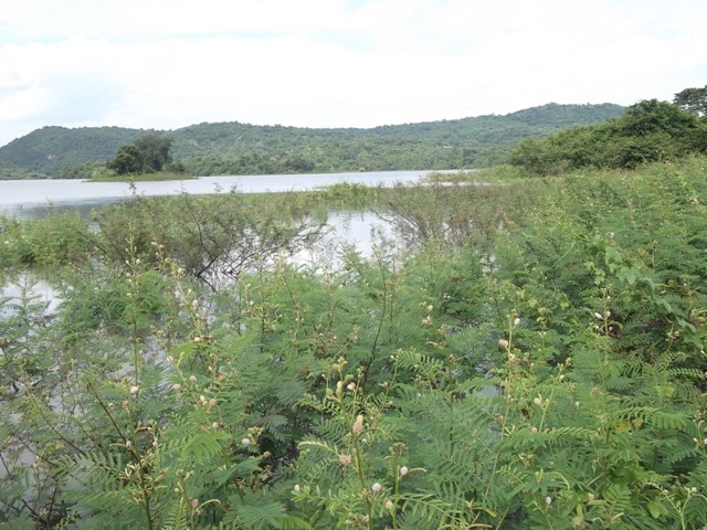 +++++ก็ป่าไมยราบลักษณะแบบนี้มุดเข้าไปทีนะงัดกันแหลกไปข้างงงงงงงงง++++++ :laughing: :laughing: :laugh