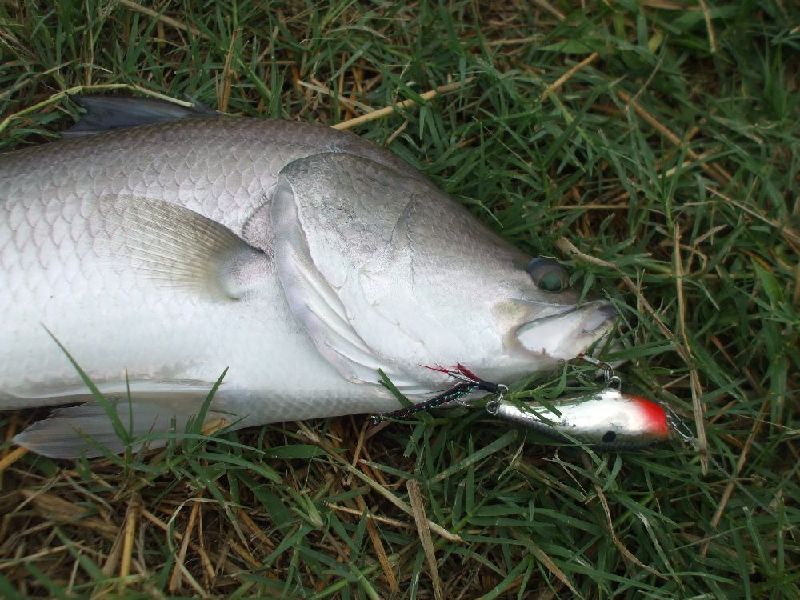 ตัวที่ 6


เหยื่อของRapala Skitter Pop 5 cm