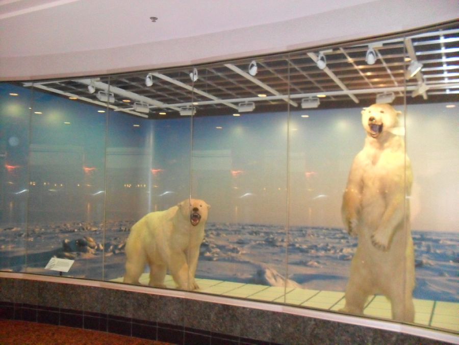 ถึงสนามบินอลาสก้าก็ต้องเจอ หมีขั้วโลกก่อนครับ