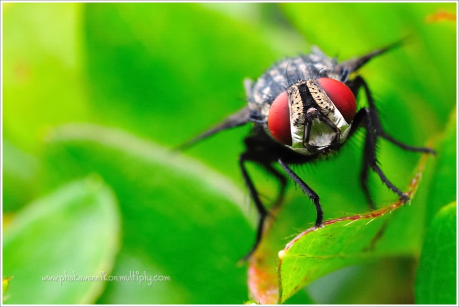 ผมเองก็กำลังฝึกมาโครเหมือนกันครับภาพนี้ใช้ Tokina 100 F2.8 Macro  
ถ่ายที่ช่วง100 mm. เปิด F18 ซึ่ง