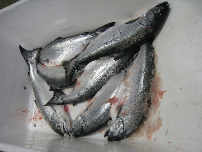 อันนี้เป็น King Salmon ทั้งหมดเลยนะครับ :umh: