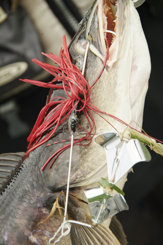 รอดยากคับ เหยื่อติดแน่นทะลุปากแว้งเข้าตา 

ตัวเบ็ด5/O สั่งจากนอกมาประกอบ BuzzBait by BUZZA คับ "ค
