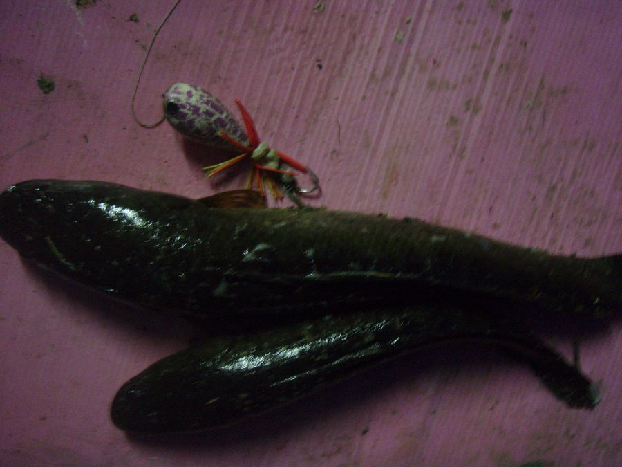 หมายนี้ ช่อยใหญ่ๆ มีตัวคับ แต่ที่ได้มาล่าสุดไม่ใหญ่.....ก่อนจะพาเจ้า พวกนี้ มาลุย....ส่งเข้า กอง ทุน