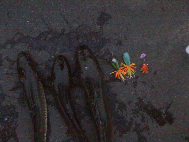 กบเทพๆ วันนี้ กับปลาไซร์สวย ๆ  :love: