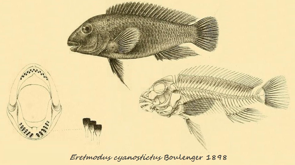 Eretmodus cyanostictus Boulenger, 1898