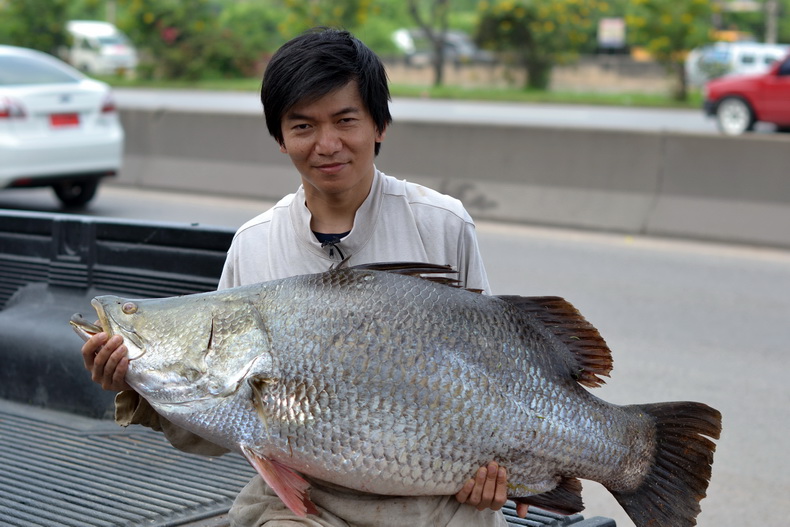 ผมกับปลาต่อสู้กันอยู่ราวๆ15นาทีโดยในขณะที่สู้กันนั้นปลาก็กระโดดอยู่ราวๆ7-8ที จนในที่สุดผมก็ลากปลาเข้