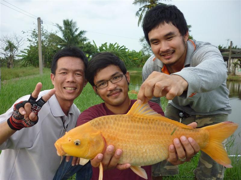 มันเป็นปุ้มปุ้ยสีส้มตัวแรกในชีวิตของแบ๊งค์และเป็นโทรฟี่ที่ใหญ่ที่สุดของแบ๊งค์ไปในทันทีเช่นกัน 