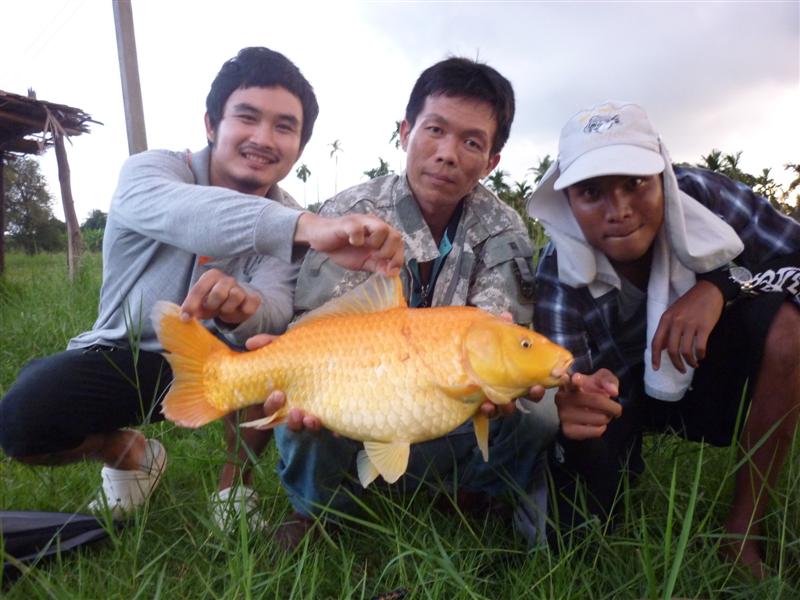 ตัวนี้เป็นโทรฟี่เจ้าหมูน้ำในชีวิตผมแล้วครับ :love: :love: