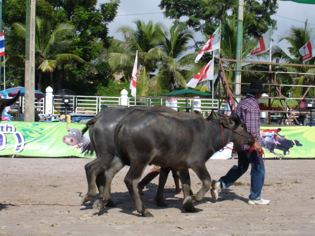 เริ่มจูงมาซ้อม ก่อนแข่งครับ