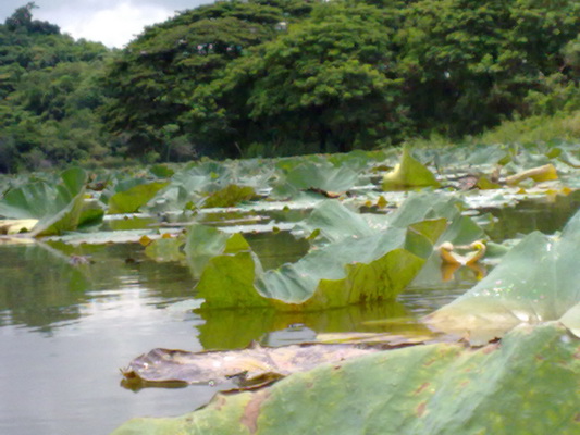 ไต๋บอกตีไปเรื่อยๆ กำลังพายเรือได้อารมณ์ :grin:
