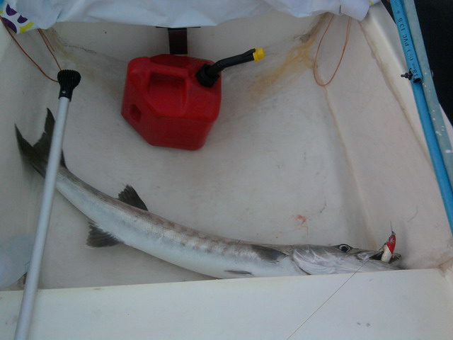 ขออภัยครับรูปถ่ายตอนอัดปลาไม่มี...
ผมตัดสินใจดึงปลาขึ้นมาบนเรือเลยเนื่องจากไม่ได้เอาตะขอไป
กลัวก็ก