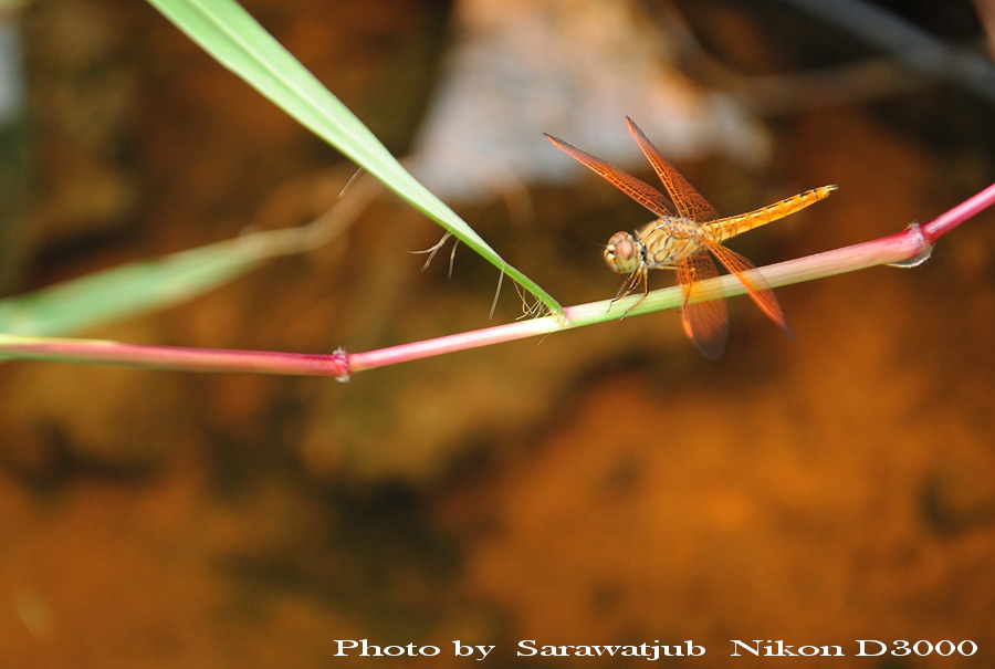 ภาพลุดท้ายครับ