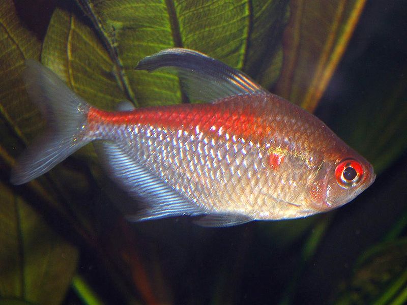Genus Hyphessobrycon : Hyphessobrycon pyrrhonotus Burgess 1993