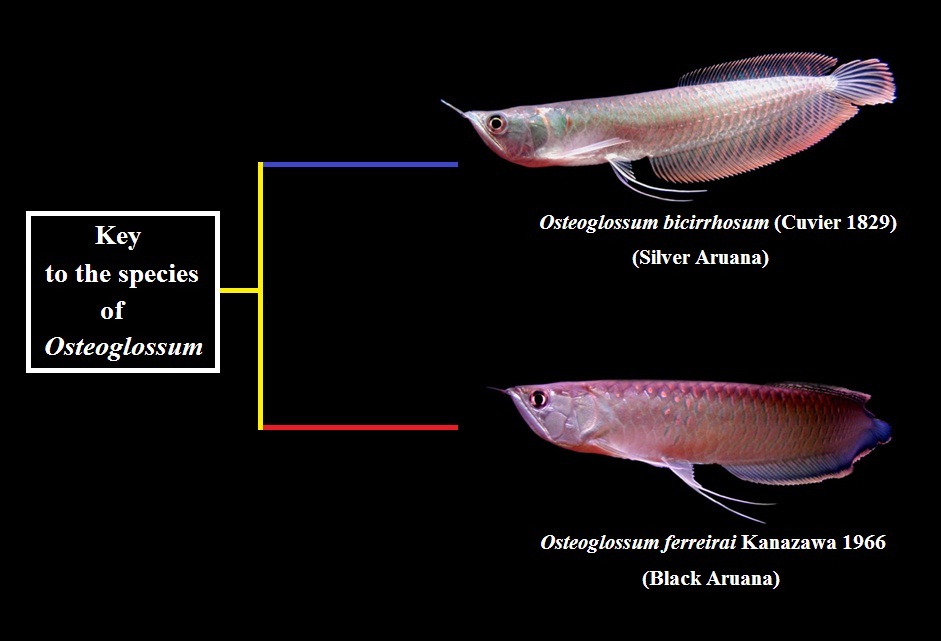 Genus Osteoglossum ; Osteoglossum ferreirai or Black Aruana.