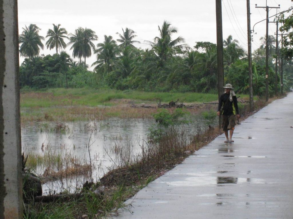 ระหว่างฝนตกโปรเผือกไปสอยมาอีก2 ครับ....... "ไม่ได้เก็บภาพครับ...ฝนตก ! :grin: