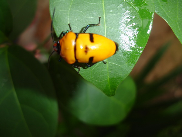ถึงเขื่อนก็ถ่ายรูปเล่นก่อน แมลง...ธรรมชาติ :love: