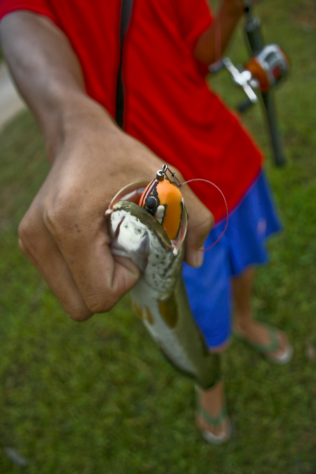 กัดซะมิด
เป็นธรรมดาของการตกปลาด้วยกบยางเวลาส่งสายเหยื่อ
ปลามักจะกัดเหยื่อลึกเสมอ ครั้งนี้ก็เหมือนก