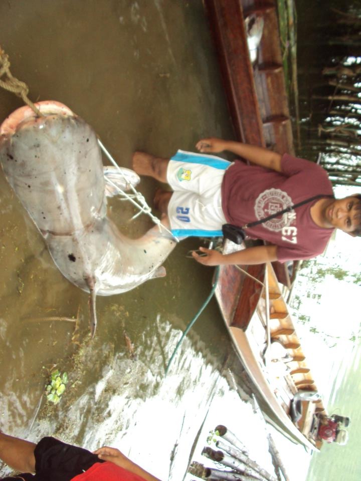  Pangasianodon gigas  บึกธรรมชาติ  ณ น้ำเอ่อ  
