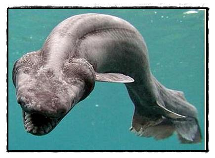 อันดับ 9 Frilled shark 

Frilled shark เป็นฉลามในสกุล Chlamydoselachus มีชื่อเรียกทางวิทยาศาสตร์
