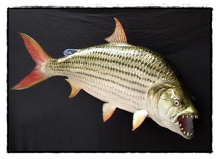 อันดับ 7 Goliath Tigerfish

ปลา Tiger Fish เป็นปลาน้ำจืดกลุ่ม Characin(กลุ่มเดียวกับปิรันย่า) ที่ม