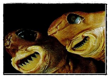 อันดับ 6 cookiecutter shark

ฉลามคุกกี้คัตเตอร์ หรือ cigar shark ชื่อออกน่ารัก แต่นิสัยมันไม่น่ารั