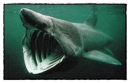 อันดับ 4 Basking Shark
 
ฉลามบาสกิ้น ความจริงยังมีฉลามอีกมากควรติดอันดับ เช่นฉลามยักษ์เมกาโลดอน
(