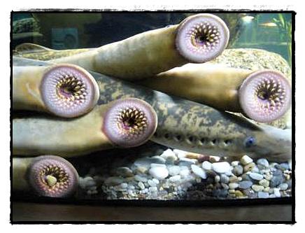 อันดับ 2 Lamprey

ปลาแลมเพรย์เป็นปลาไหลชนิดหนึ่ง ลำตัวด้านหลังมักจะเป็นสีดำ มีครีบหลังและ
ครีบหาง