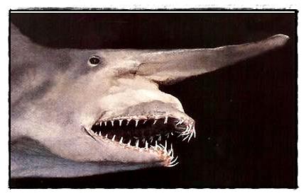 อันดับ 1 Goblin Shark

ฉลามก็อบบลิน มีชื่อทางวิทยาศาสตร์ว่า Mitsukurina Owstoni (ตามชื่อเรือประมง
