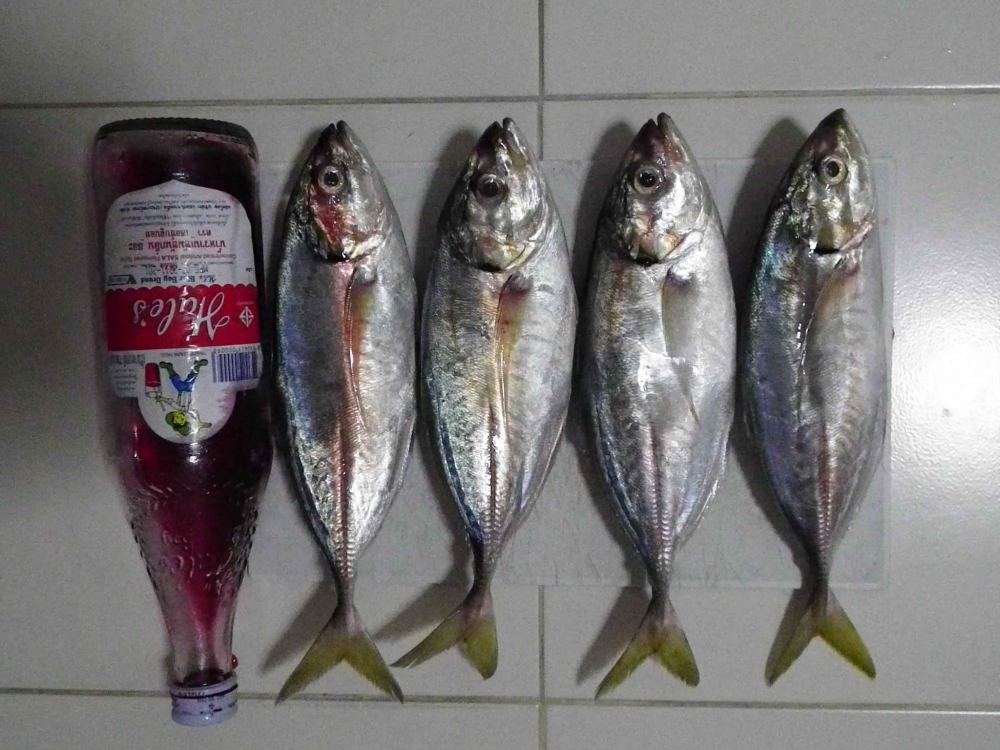 size ปลาจานครับ 3 ตัวโล, 2 ตัวโล กินเบ็ดทีละ 2 - 3 ตัว