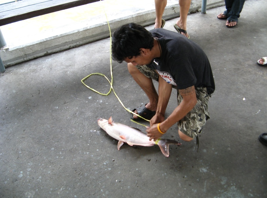 ตามสูตรครับ ผูกหางแล้วปล่อย ก๊าบ :laughing: :laughing: :laughing:
