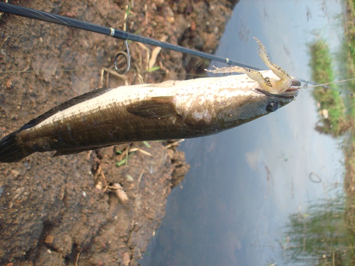 ใช้ลูกเขียด ครับ ตัวนี้  ๆๆ :blush: :blush: :love: