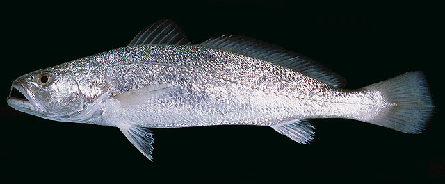 ปลาจวดเขี้ยว
Otolithes ruber   (Bloch & Schneider, 1801)  
Tigertooth croaker  
ขนาด 70cm