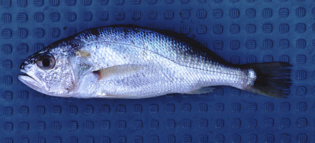 ปลาจวดเทา
Pennahia anea   (Bloch, 1793)  
Bigeye croaker  
ขนาด 20cm
