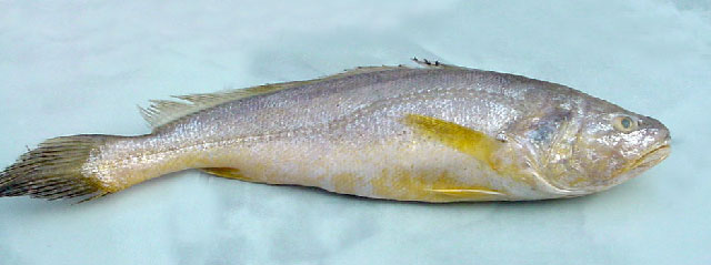 ปลาจวดเหลือง
Panna microdon   (Bleeker, 1849)  
Panna croaker  
ขนาด30cm
