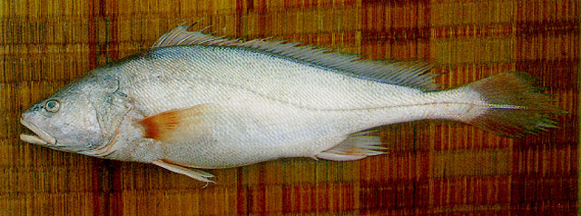 ปลาม้า ปลาหางกิ่ว
Boesemania microlepis   (Bleeker, 1858)  
Boeseman croaker  
ขนาด 80cm
พบมากใน