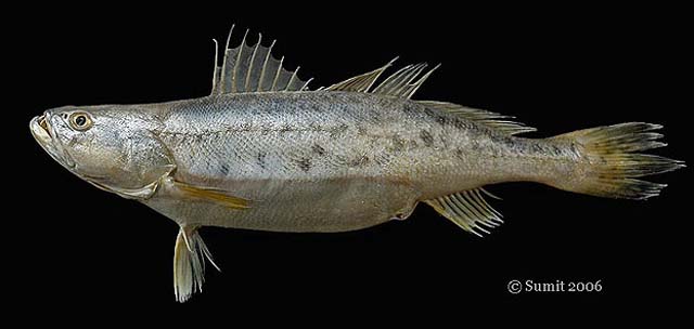 ปลาจวดเขี้ยวจุด
Pterotolithus maculatus   (Cuvier, 1830)  
Blotched tiger-toothed croaker  
ขนาด 