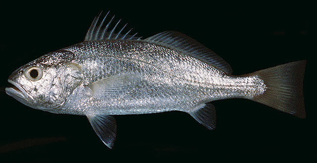 ปลาจวดหัวโต
Pennahia macrocephalus   (Tang, 1937)  
Big-head pennah croaker  
ขนาด 23cm
