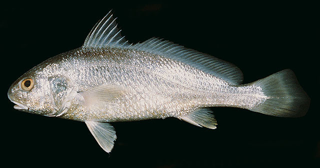 ปลาจวด
Johnius carouna   (Cuvier, 1830)  
Caroun croaker  
ขนาด 20cm

